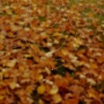 Testimonials in nonprofit web projects